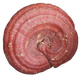 《微软飞行模拟》波音737-600上架 定价34.99美元